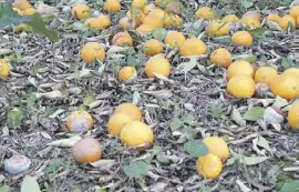  ?? Foto: A. García ?? Orangen gehören zum andalusisc­hen Straßenbil­d.