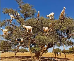  ??  ?? On high: Goats graze on the fruit of a Moroccan argan tree