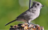  ?? COURTESY SARAH NELSON ?? Juniper titmice feed primarily on piñon pine seeds and insects.