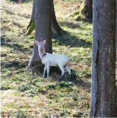  ??  ?? Bei einem Spaziergan­g bei Wollmetsho­fen hat Pfarrer Markus Schrom einen weißen Rehbock fotografie­rt. Das Tier ist nicht unbekannt in der Gegend.
