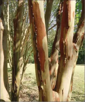  ?? (Special to the Democrat-Gazette/Janet B. Carson) ?? The bark of crape myrtles begins to peel when the trees reach maturity.