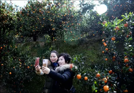  ??  ?? فتاتان من قرية ينفنغ تلتقطان صور سيلفي بين أشجار البرتقال