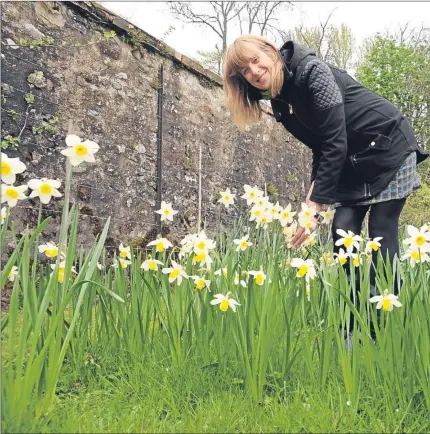  ?? Picture: David Wardle. ?? Caroline Thomson of Rofsie House with some of the special daffodils.