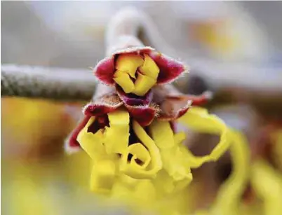  ?? Foto: Caroline Seidel/dpa/dpa-tmn ?? Ungewöhnli­che Blüten hat die Zaubernuss.