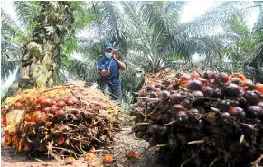 No excuse for violating ‘No palm oil’ labelling rule - PressReader