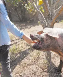  ?? ?? El santuario Huerta Vida Digna nació hace siete años para recibir a diversas especies