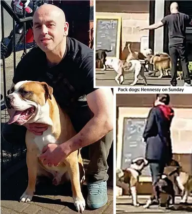  ??  ?? Smirk: Daniel Hennessy with one of the animals Pack dogs: Hennessy on Sunday Terror: They surround a woman