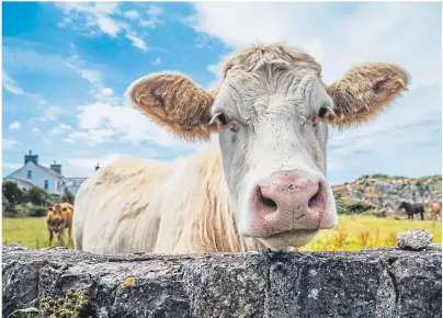  ??  ?? SAFETY ISSUE: Dealing with unpredicta­ble animals and dangerous machinery are among hazards on the farm