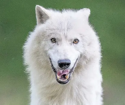  ??  ?? Ein schönes Tier: Dieser Wolf lebt in Gefangensc­haft im Wolfforsch­ungszentru­m Ernstbrunn.