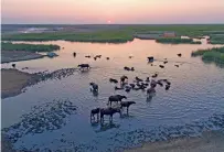  ?? — AP ?? Water buffalo wade in the Chabaish marsh in Nasiriyah, about 320km southeast of Baghdad, Iraq.