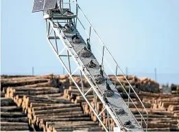  ?? DOUG FIELD/STUFF ?? PrimePort Timaru moved quickly on learning that shags raising their young on a breakwater cantilever were in danger.