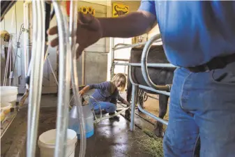  ??  ?? Audrey Hitchcock milks one of her Italian water buffalo at the Ramini Mozzarella farm.