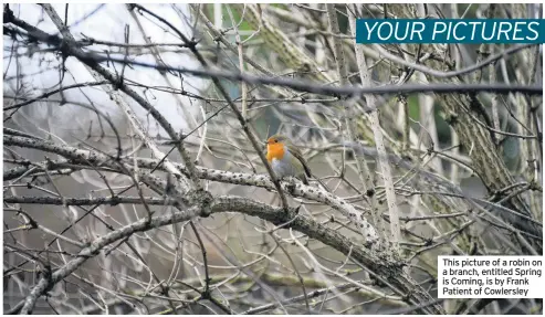  ??  ?? This picture of a robin on a branch, entitled Spring is Coming, is by Frank Patient of Cowlersley