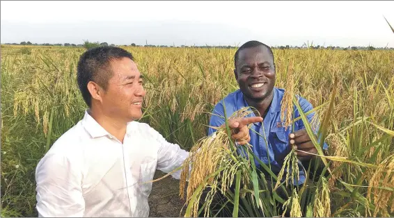  ?? PHOTOS PROVIDED TO CHINA DAILY ?? Chinese agricultur­al expert Wang Xuemin (left) and a local staff member inspect the growth of an independen­tly developed rice variety at a farm in Nigeria.