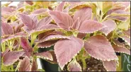  ?? (NWA Democrat-Gazette/Rachel Dickerson) ?? Coleus plants grown by the Bella Vista Garden Club are shown. The club will hold its first plant sale of the year on April 20.