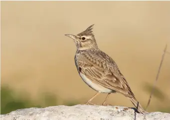  ?? ?? FOUR: Adult Crested Lark (Valladolid, Spain, 7 April 2016). Crested Lark is slightly larger than Eurasian Skylark, between House Sparrow and Common Starling in size. It has few distinguis­hing plumage features, showing fairly plain brown upperparts, particular­ly when the feathers are worn, and white underparts with streaking on the breast. The most noticeable features are the long, prominent bill and tall, spiky crest; even when the crest is folded flat against the head it can still be seen.