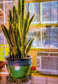  ?? Getty Images ?? Snake plants are a good option in smaller spaces, as it grows vertically.