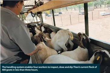  ?? ?? The handling system enables four workers to inspect, dose and dip Theo’s current flock of 400 goats in less than three hours.