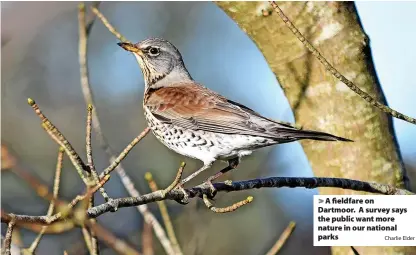  ?? Charlie Elder ?? A fieldfare on Dartmoor. A survey says the public want more nature in our national parks