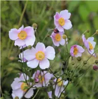  ??  ?? Tanz der Anemone Die zierliche Staude mit den zarten Blüten wiegt ihr buntes Köpfchen auch noch im kühleren Herbstwind anmutig hin und her.