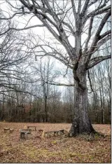  ?? (Arkansas DemocratGa­zette/Cary Jenkins) ?? Concrete benches sit under an old oak on the grounds of the Selma Rosenwald School, which was refurbishe­d and rebirthed as a community center.