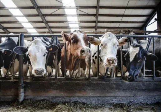  ??  ?? In de stallen staan de koeien op roosters, waardoor hun uitwerpsel­en makkelijk kunnen worden opgevangen.