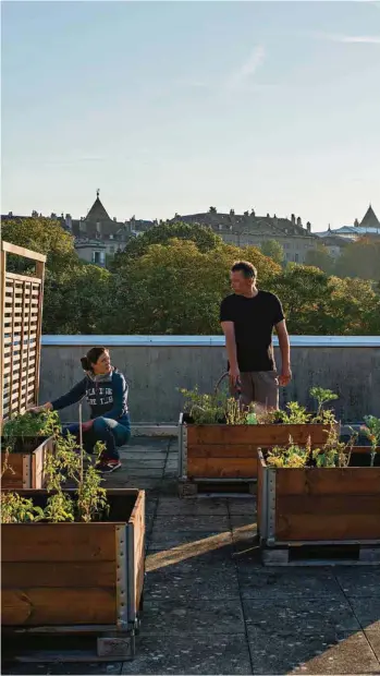  ?? (EDDY MOTTAZ/LE TEMPS) ?? Les jardins bénévoles de l’Uni Dufour.