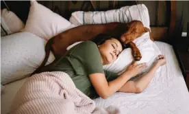  ??  ?? Dog tired … about 50% of pet owners let them on their beds. Photograph: Boris Jovanovic/ Getty Images/iStockphot­o