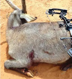  ??  ?? Notice the entrance wound on this waterbuck, made by a 150gr Trypan broadhead with a 2” cut.