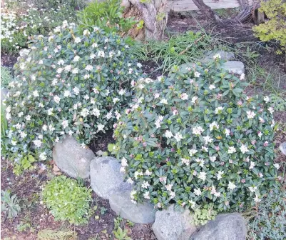  ??  ?? The warmth of April brought early flowering on these daphne plants, at mid-April. They usually open their sweet-scented blooms around Mother's Day.