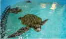  ?? Photograph: Vanessa Kahn/AP ?? Kemp's ridley sea turtles swim in a tank at New England Aquarium's Sea Turtle hospital, in Quincy, Massachuse­tts, in November.