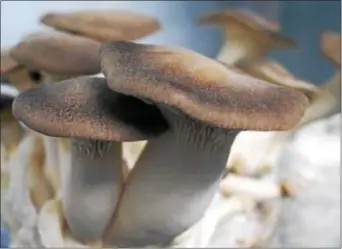  ?? PHOTO BY EMILY RYAN ?? Royal Trumpet is the trademarke­d name for king oyster mushrooms.