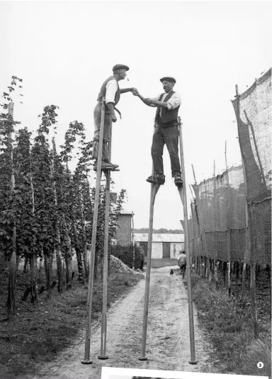  ??  ?? Handfuls of herring: 1 fisher girls in Great Yarmouth in high season. 2 Hop-pickers on stilts, reaching for the highest hops on the farm, August 1928. 3 Wish you were beer: a working holiday at the hop-pickers camp in Faversham, Kent, 1932 2