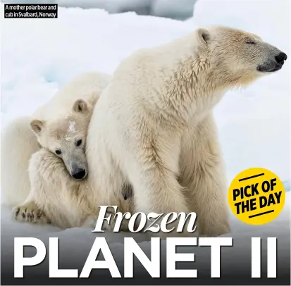  ?? ?? A mother polar bear and cub in Svalbard, Norway