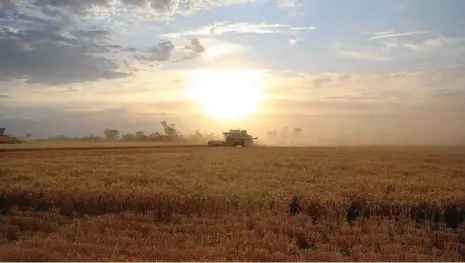  ?? PHOTO: CONTRIBUTE­D ?? MIXED BAG: It has been an interestin­g week for the national harvest thanks to rainfall.