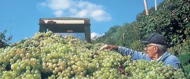  ??  ?? Oro bianco Una fase della raccolta delle uve del Prosecco, tra i vini di punta della produzione veneta