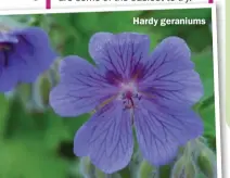  ??  ?? Hardy geraniums