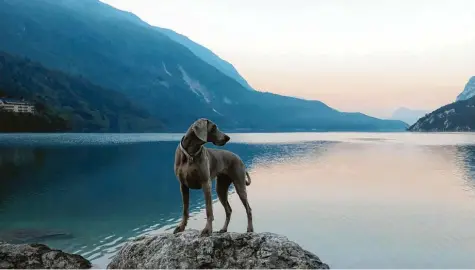  ??  ?? Lilly am Lago di Molveno bei Trient in Italien. Die Hündin scheint die besondere Atmosphäre zu genießen und lässt ihren Blick über die Berge schweifen. Besitzerin Margarethe Tschipper hat den Moment festgehalt­en.