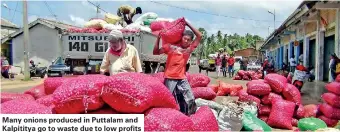  ??  ?? Many onions produced in Puttalam and Kalpititya go to waste due to low profits