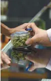  ?? ROBYN BECK AGENCE FRANCE-PRESSE ?? 2018 marque la légalisati­on du cannabis au Canada.