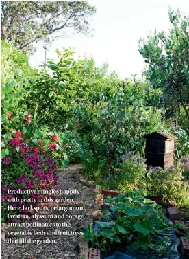  ??  ?? Productive mingles happily with pretty in this garden. Here, larkspurs, pelargoniu­m, lavatera, alyssum and borage attract pollinator­s to the vegetable beds and fruit trees that fill the garden.