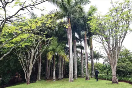  ?? (Pics: Skomton) ?? The indigenous trees infused with palms create a surreal environmen­t, allowing you to breath green and fresh air.