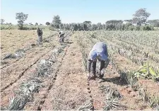  ??  ?? Los productore­s están en plena tarea de siembra de piña, en las parcelas que fueron preparadas para esta temporada.