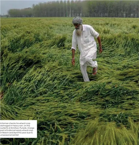  ??  ?? A farmer checks his wheat crop damaged in heavy rain, on the outskirts of Amritsar, Punjab. A large part of India lost ready wheat crop in March and April this year due to unseasonal rainfall