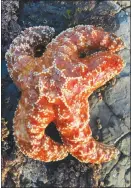  ?? LAUREN SCHIEBELHU­T VIA THE NEW YORK TIMES ?? Researcher­s say they’ve detected genetic difference­s that might help explain why some sea stars that suffered from a wasting disease, including this one, survived a deadly plague.