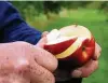  ?? FOTO:DPA ?? Ein Apfel am Tag sollte auf dem Speiseplan stehen.