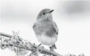  ??  ?? Male eastern bluebirds perch in the yard softly singing “chuwee-chuwee” tunes. In March, full warbling song will begin.