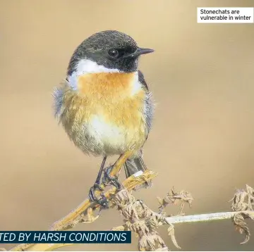  ??  ?? Stonechats are vulnerable in winter