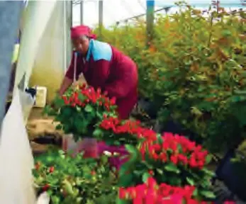  ??  ?? A worker packs flowers for export at Finlays in Naivasha, Nakuru County, Kenya