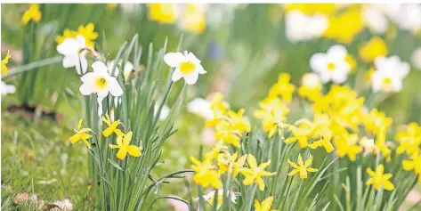  ?? FOTO: DPA ?? Narzissen sind beliebte Blumen im Frühjahr. Wer sie jetzt in die Erde bringt, hat auch im kommenden Jahre noch seine Freude daran.